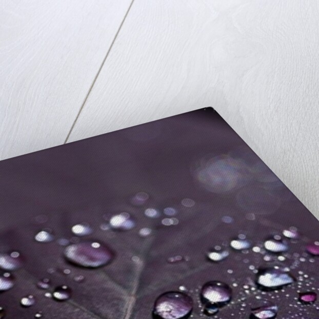 Purple Leaves II by K.B. White