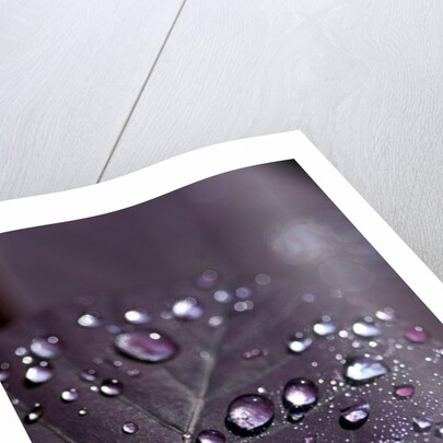 Purple Leaves II by K.B. White