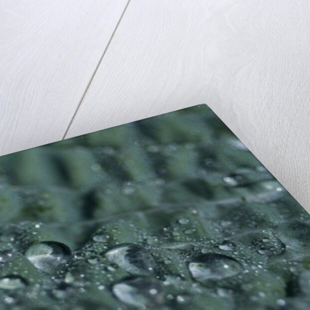 Morning Freshness by K.B. White