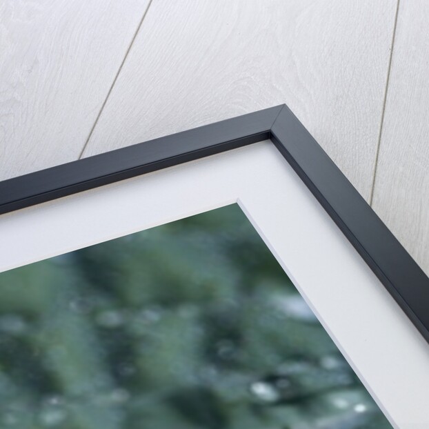 Morning Freshness by K.B. White