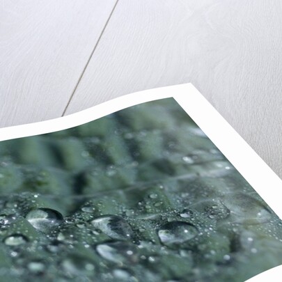 Morning Freshness by K.B. White