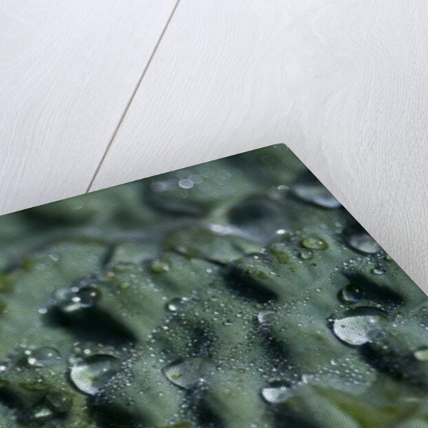 Morning Freshness II by K.B. White