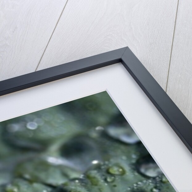 Morning Freshness II by K.B. White