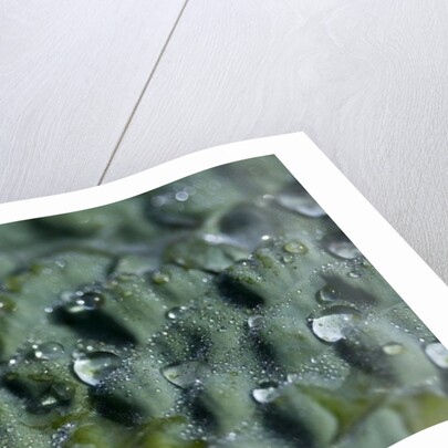 Morning Freshness II by K.B. White