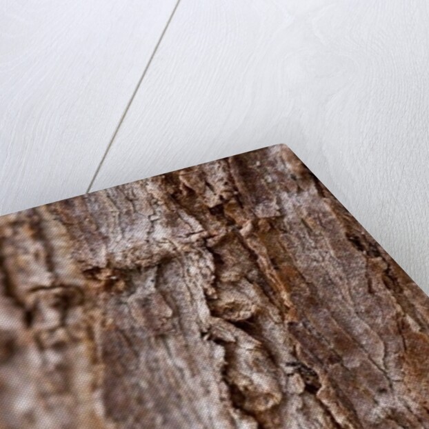 Bark II by K.B. White