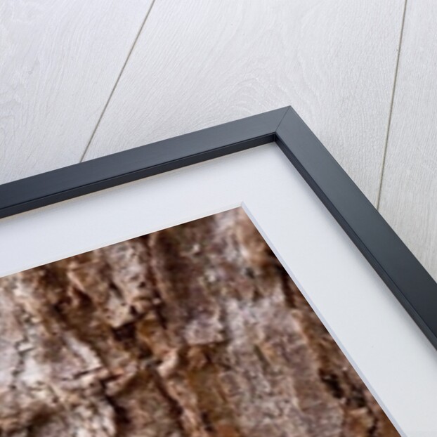 Bark II by K.B. White