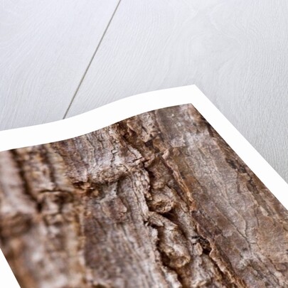 Bark II by K.B. White