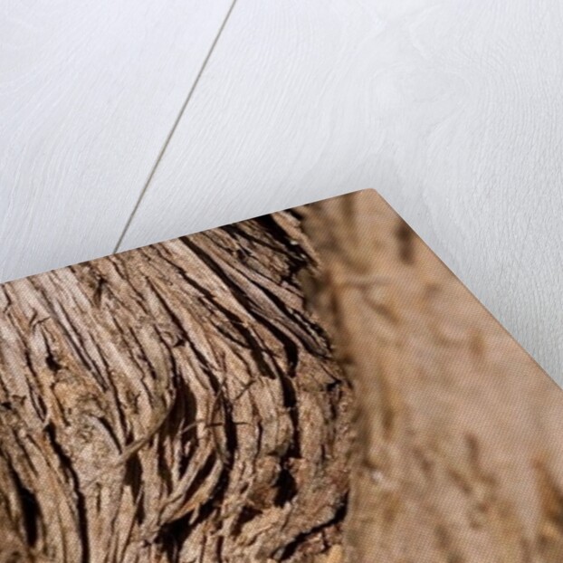 Driftwood by K.B. White