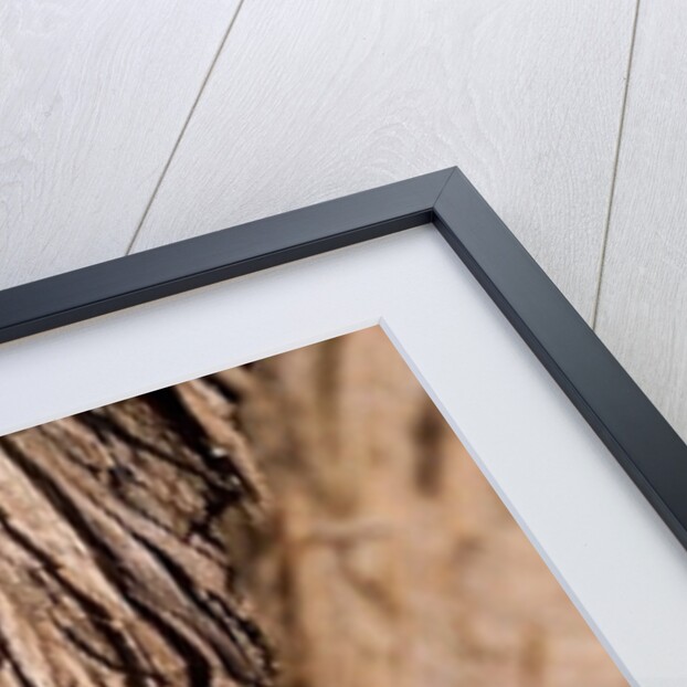 Driftwood by K.B. White