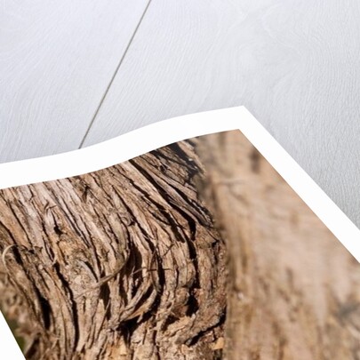 Driftwood by K.B. White