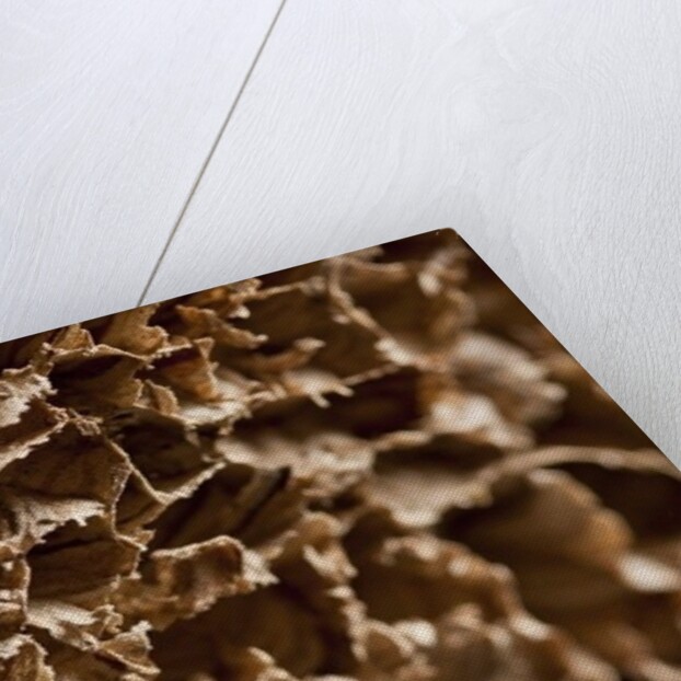 Wasp Nest III by K.B. White