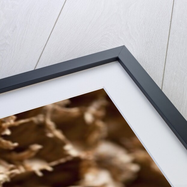 Wasp Nest III by K.B. White