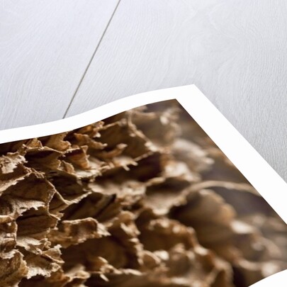 Wasp Nest III by K.B. White