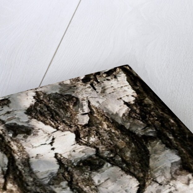 Birchwood by K.B. White