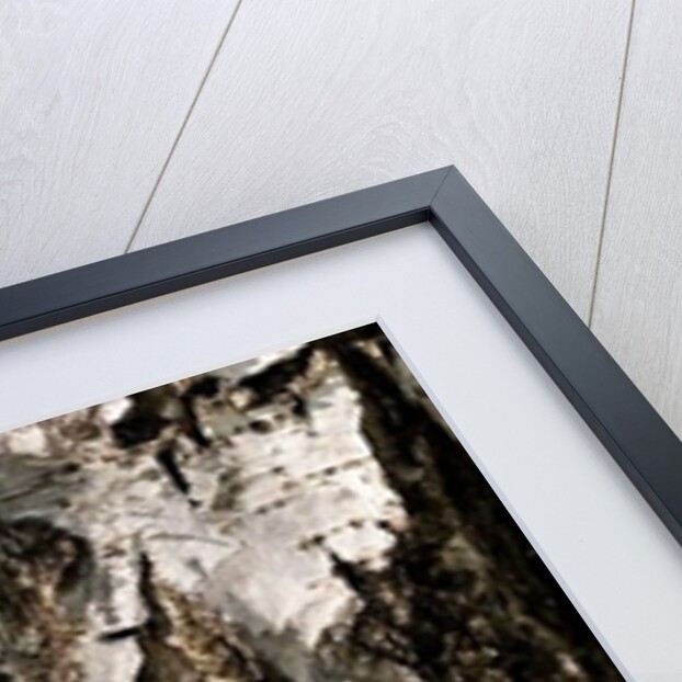 Birchwood by K.B. White