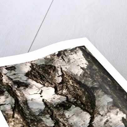 Birchwood by K.B. White