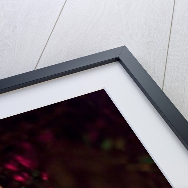 Hidden by K.B. White