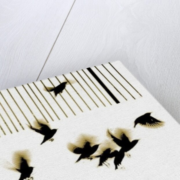 Starlings, 2003 by Martin Mossop