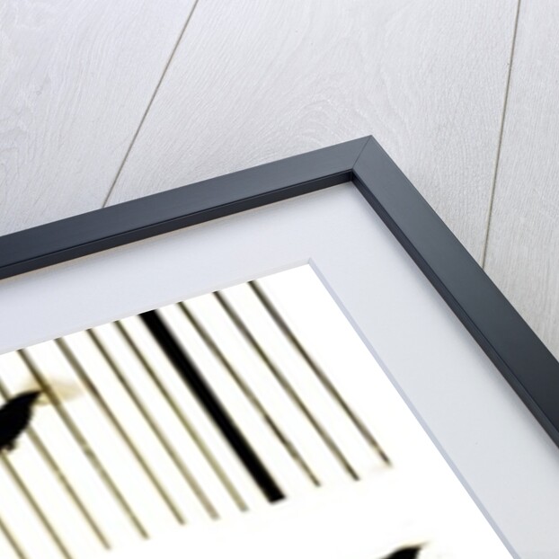 Starlings, 2003 by Martin Mossop