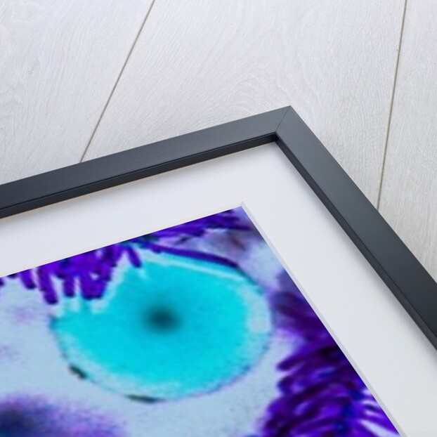 Ball Ornament by Joy Lions