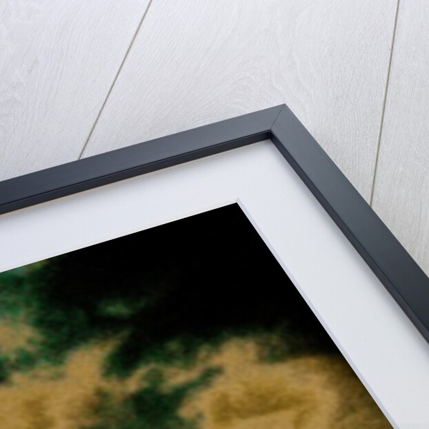 Menorah at the Souk on Hanukah, 2016 by Joy Lions