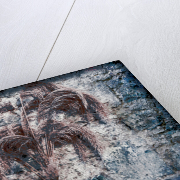 The Book of Common Prayer by Joy Lions