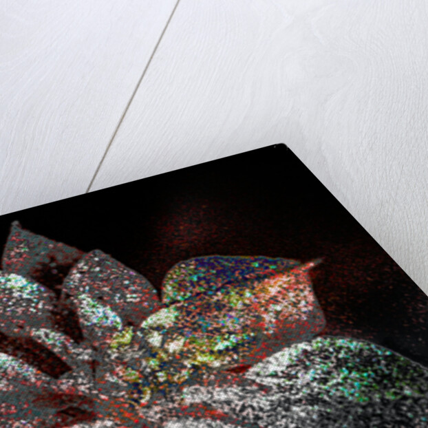 Rainbow Poinsettia for my Darling, 2017 by Joy Lions