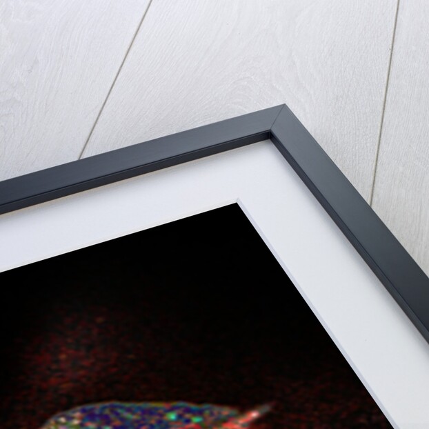 Rainbow Poinsettia for my Darling, 2017 by Joy Lions