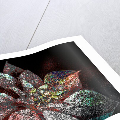 Rainbow Poinsettia for my Darling, 2017 by Joy Lions