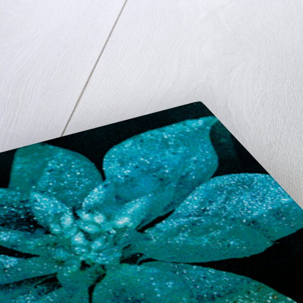 Turquoise Poinsettia for my Darling, 2017 by Joy Lions