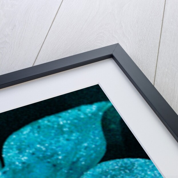 Turquoise Poinsettia for my Darling, 2017 by Joy Lions