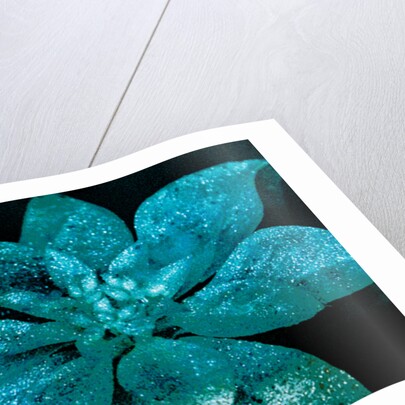 Turquoise Poinsettia for my Darling, 2017 by Joy Lions