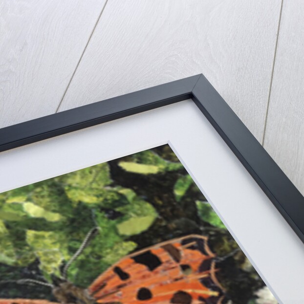 Flutter - Comma Butterfly On Japonica, 2016 by Kirstie Adamson