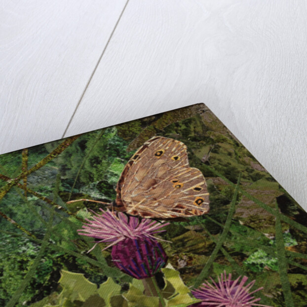 Flit - Satyr Butterfly On Thistle, 2016 by Kirstie Adamson