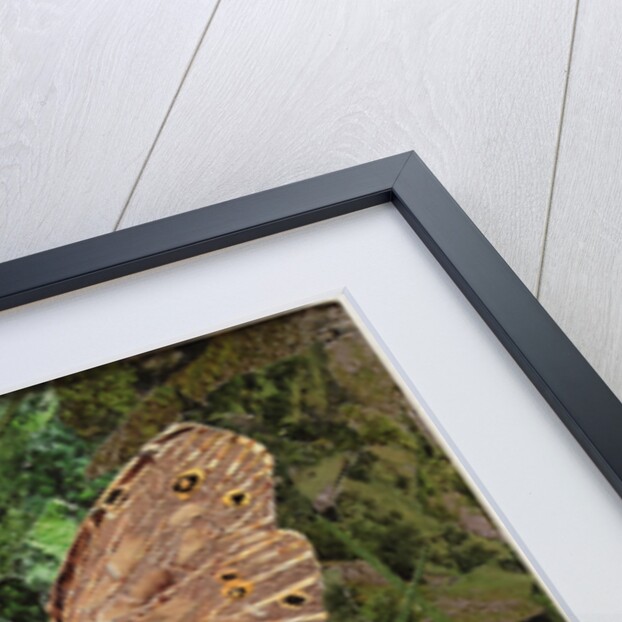 Flit - Satyr Butterfly On Thistle, 2016 by Kirstie Adamson