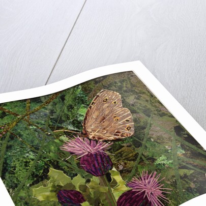 Flit - Satyr Butterfly On Thistle, 2016 by Kirstie Adamson