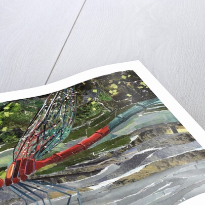 Red Dragonfly, 2017 by Kirstie Adamson