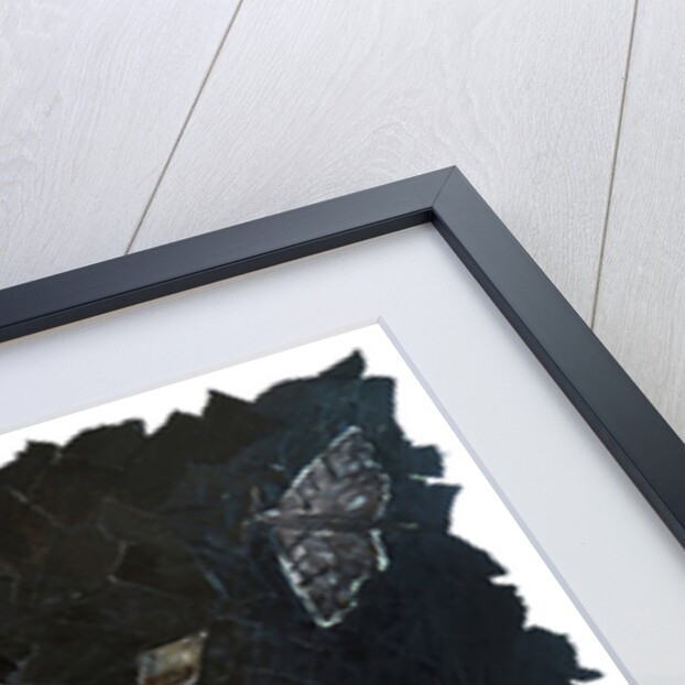 Element Fairy - Fire, 2017 by Kirstie Adamson