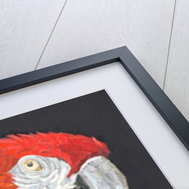 Red Macaw Parrot, 2018 by Kirstie Adamson