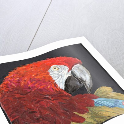 Red Macaw Parrot, 2018 by Kirstie Adamson