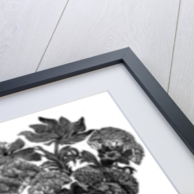 Anemones, 1996 by Mary Kuper