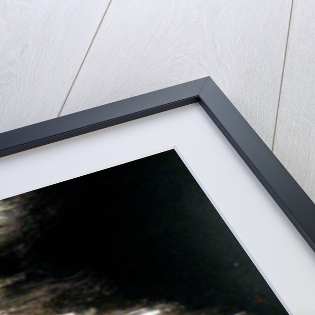 The Wild Swans, 1998 by Mary Kuper