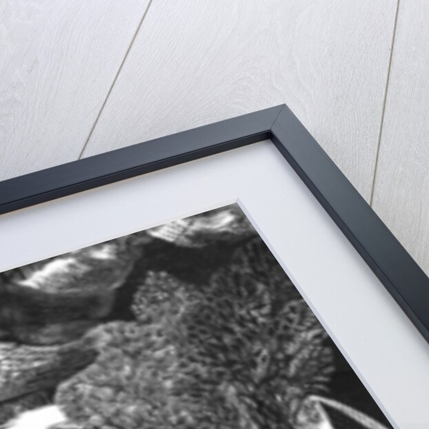 ...our peculiar sort of existence here... David Jones, 2018 by Mary Kuper