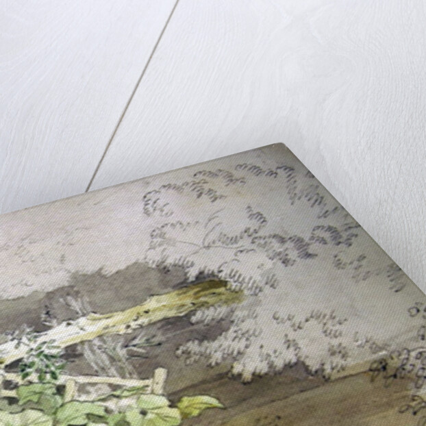 Dock Plants by a shaded Stream by John White Abbott