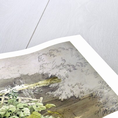 Dock Plants by a shaded Stream by John White Abbott