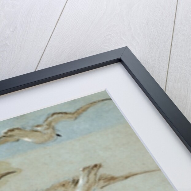 Study of Seagulls by William Clarkson Stanfield