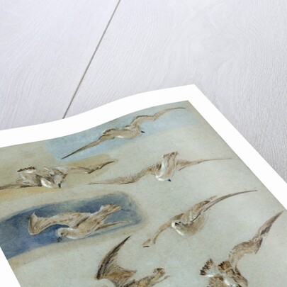 Study of Seagulls by William Clarkson Stanfield