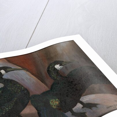 Green Cormorants, 1925 by Cedric Morris