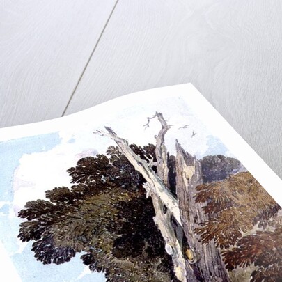 A Spanish Chestnut Tree Struck by Lightning by John Sell Cotman