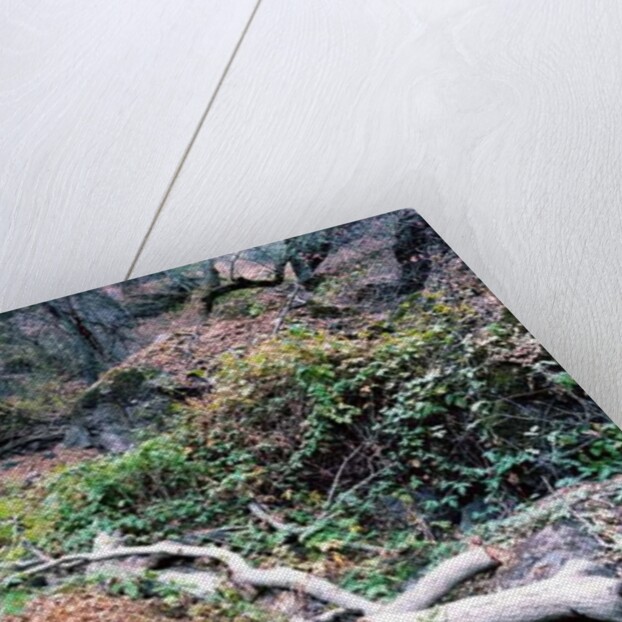 Tree, 2014 by Carli Choi